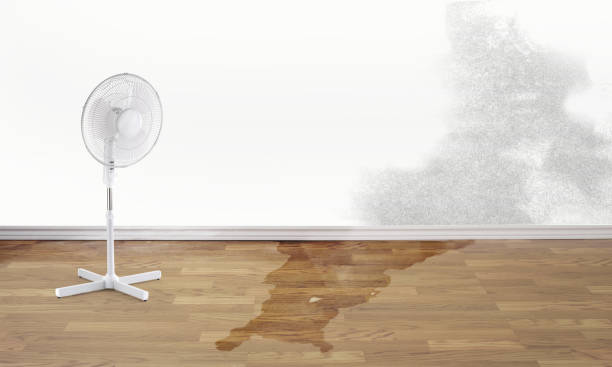 Best Ceiling water damage repair  in Gibbon, NE